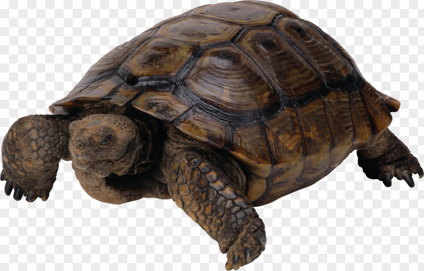 Turtle Reptile PNG