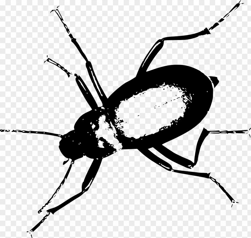 Horned Beetle Darkling Clip Art PNG