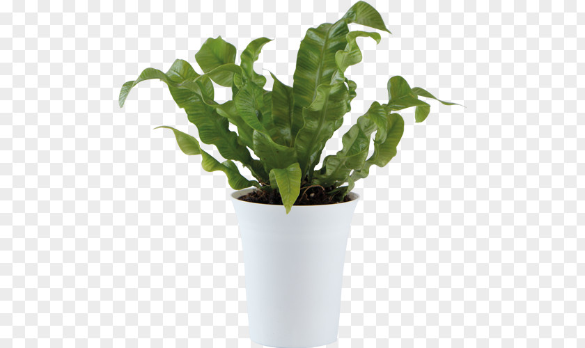 Leaf Ornamental Plant Flowerpot Houseplant PNG