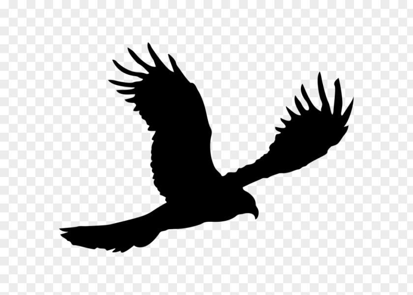 Silhouette Bald Eagle PNG