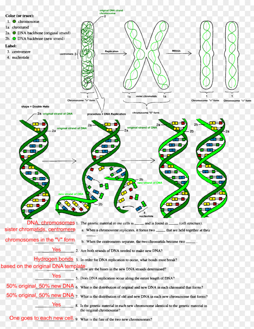 The Double Helix: A Personal Account Of Discovery Structure DNA Replication Worksheet Transcription PNG