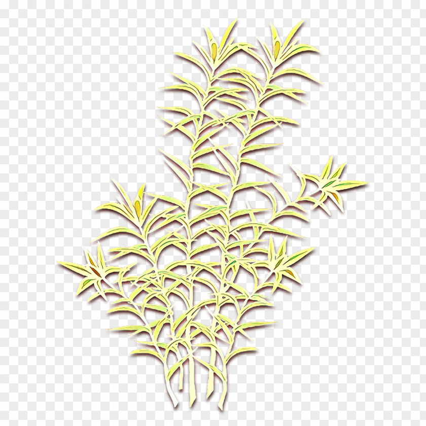 Clip Art Vascular Plant Plants Tree Leaf PNG