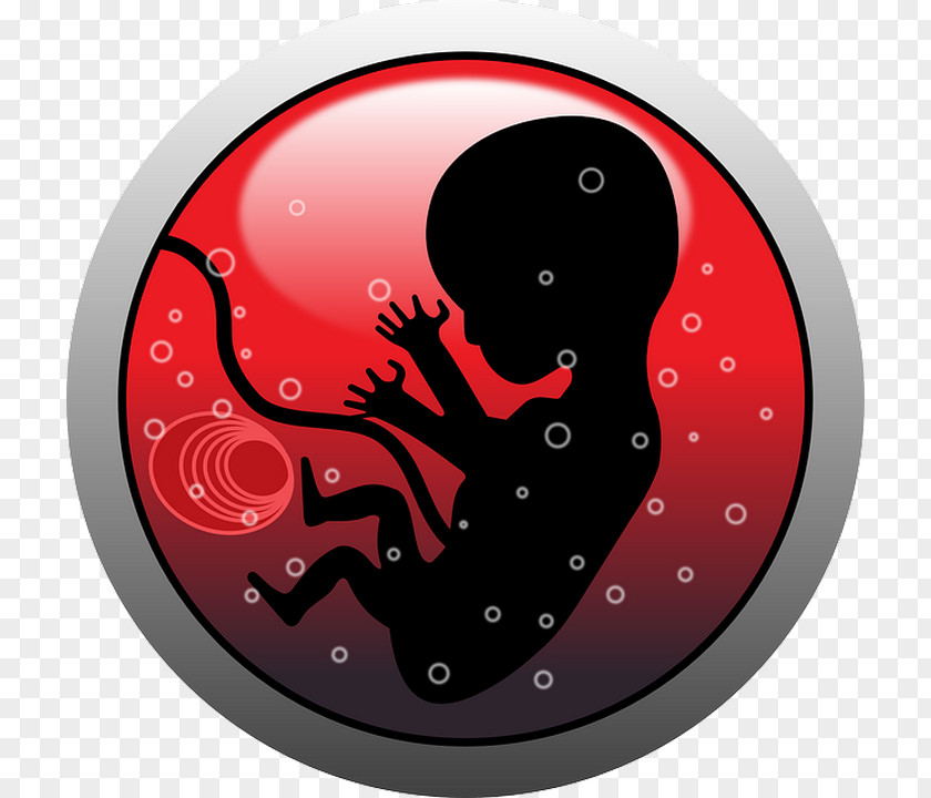 Fetus Human Embryogenesis Clip Art PNG