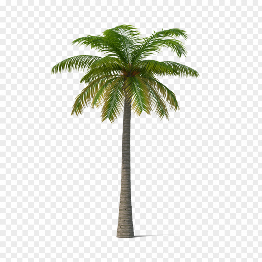 Palm Trees Adonidia Veitchia Coconut Tree PNG