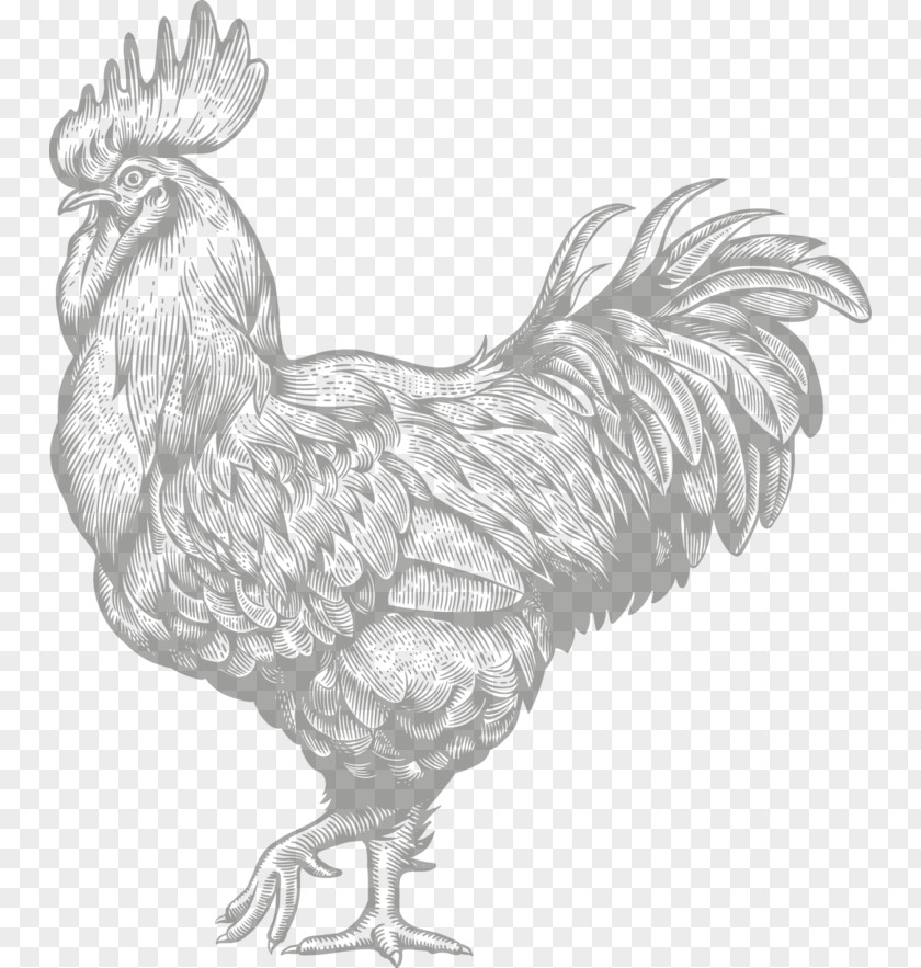 Chicken Rooster Engraving Farm PNG