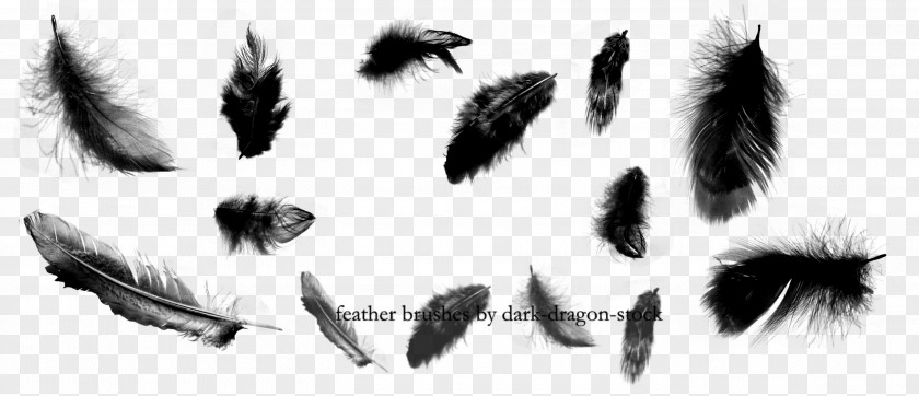 Dark Brush Feather Illustrator DeviantArt PNG