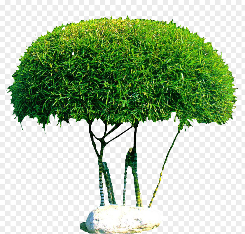 Mushroom Style Tree Shrub Stock Photography Plant PNG