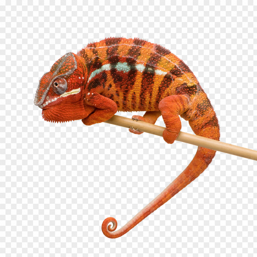 Animals Chameleon Madagascar (Simon Lee & Alvin Extended Remix) Alvin, Simon Art PNG