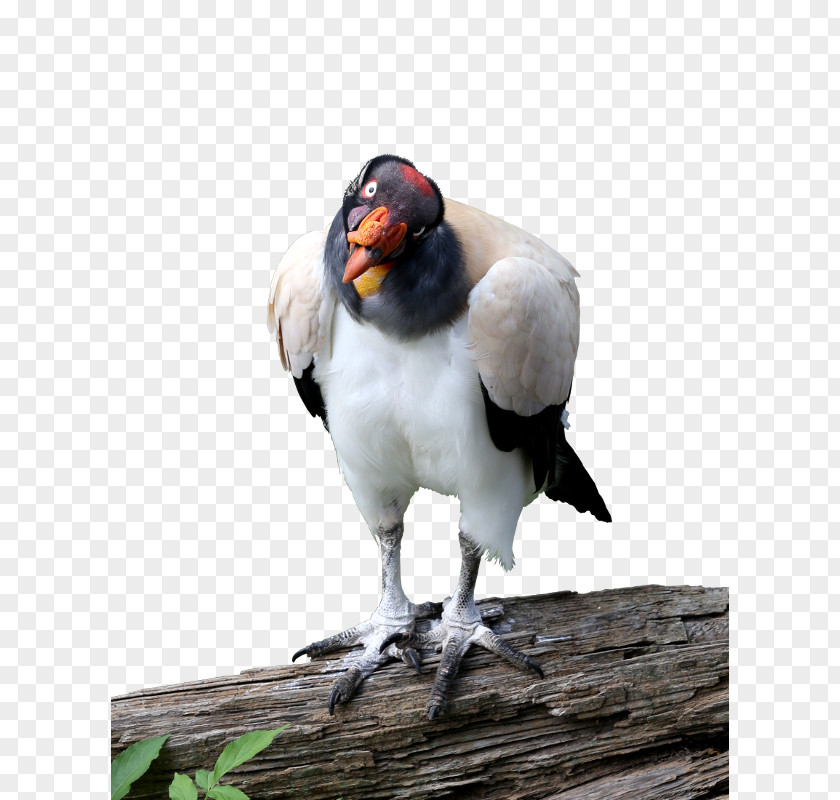Beak King Vulture Animal PNG