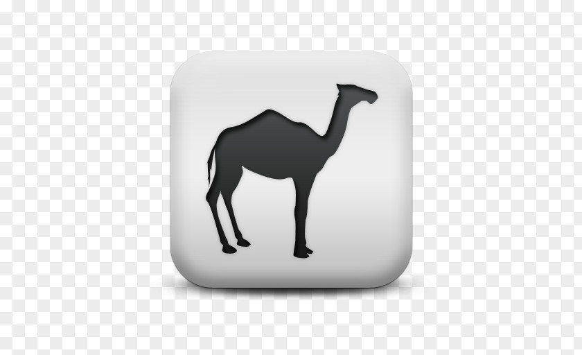 Dromedary Bactrian Camel Llama Vicuña PNG