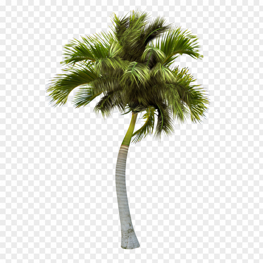 Palm Tree Somewhere Android Island PNG
