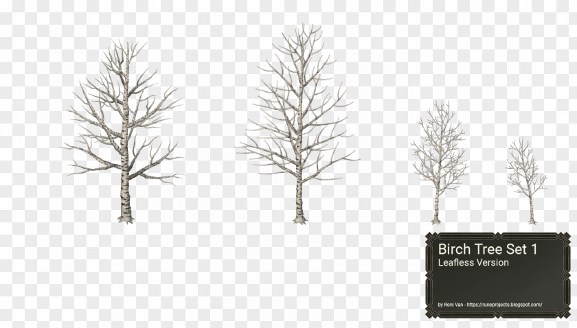 Pine Family Tree Birch Winter Snow PNG