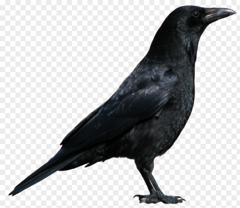Crow Image American New Caledonian Rook Common Raven Bird PNG