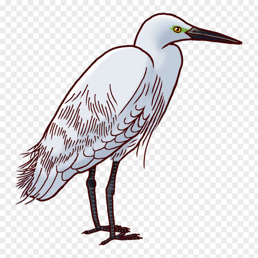 Egret Stork Birds Herons Beak PNG