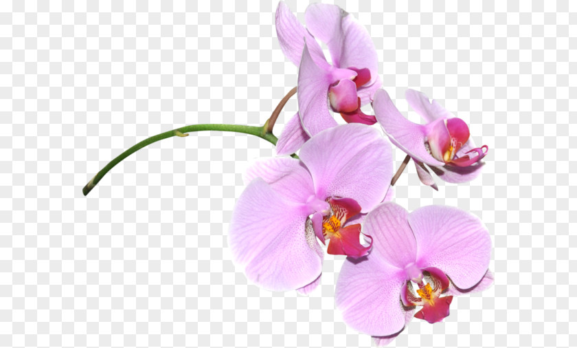 Flower Raster Graphics Digital Image Clip Art PNG