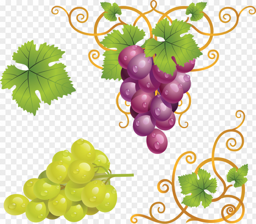 Grapes Red Wine Grape Clip Art PNG