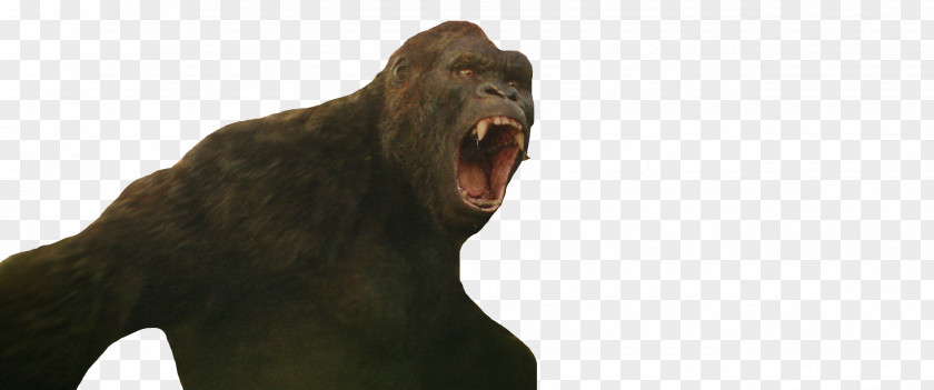 King Kong Gorilla General Zod Primate Red Hood PNG