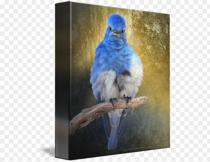 Mountain Bluebird Painting Macaw Gallery Wrap Canvas PNG
