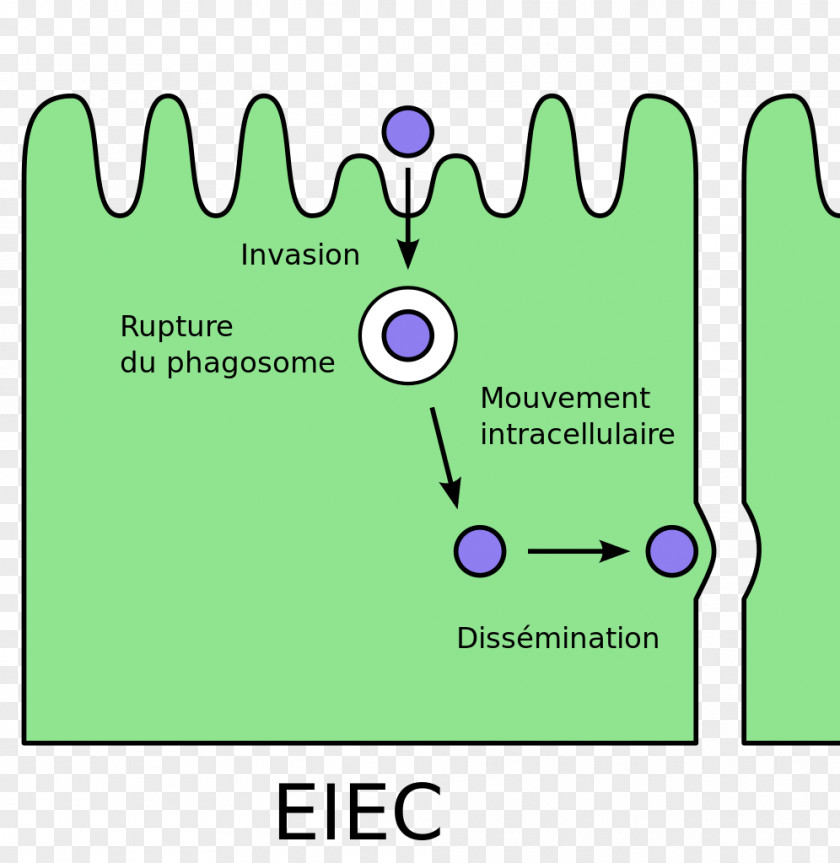 E. Coli Enteroinvasive Escherichia Bacterial Cell Structure Pathovar PNG