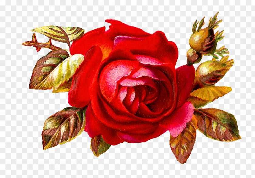 Red Roses Rose Flower Clip Art PNG