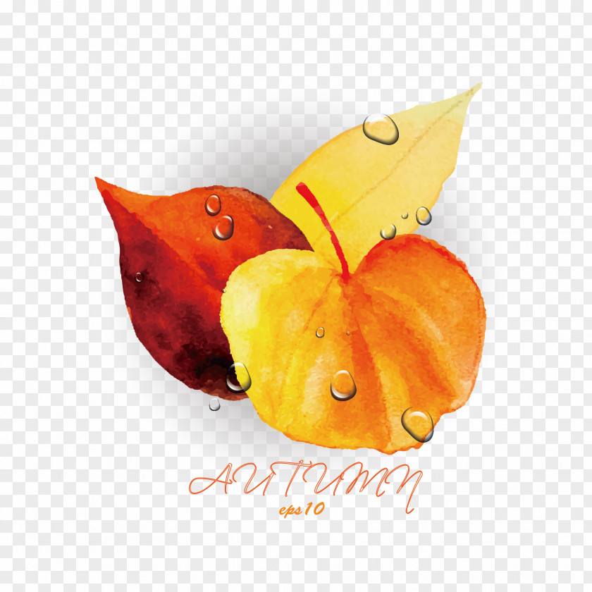 Vector Leaves And Drops Of Water Orange Autumn Leaf PNG
