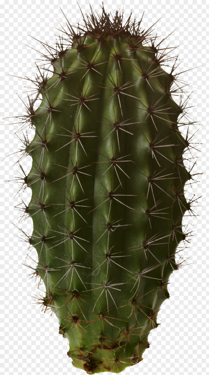 Cactus Cactaceae Garden Clip Art PNG