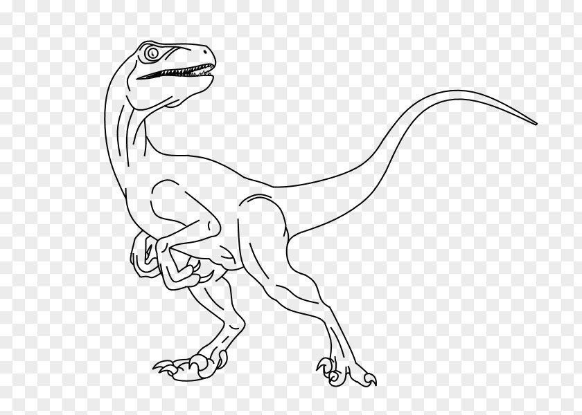 Dinosaur Velociraptor Line Art Drawing PNG