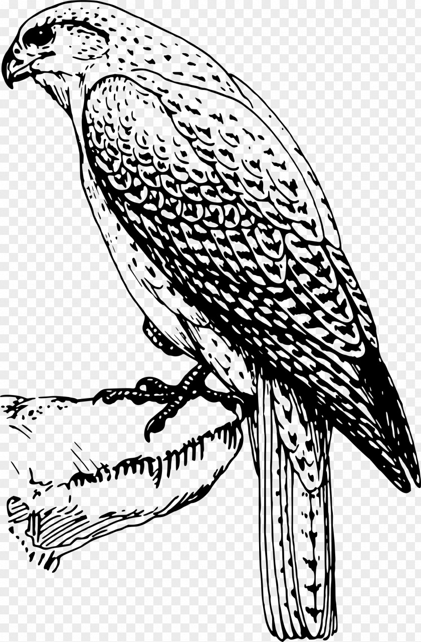 Falcon Bird Of Prey Clip Art PNG