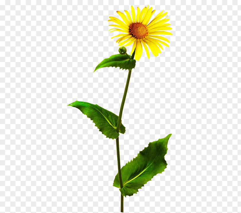 Flower Yellow Orange Plant Stem PNG