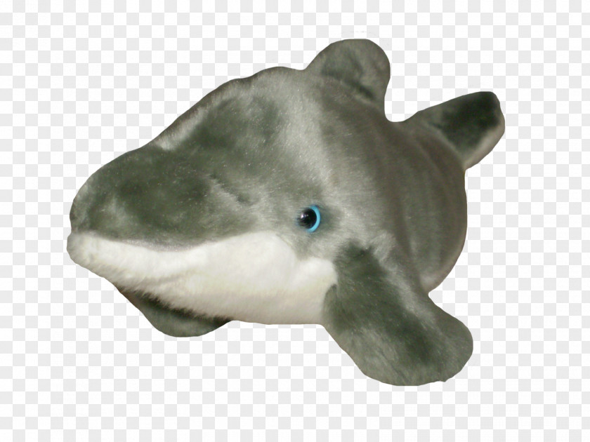 WİLD Shark Little Fish PNG