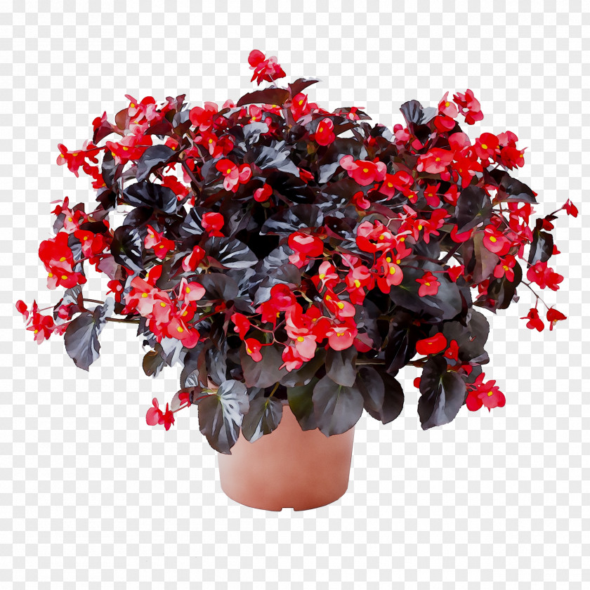 Azalea Flowerpot Houseplant Begonia PNG