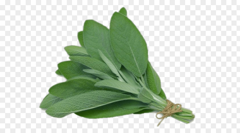Herb Common Sage Leaf Oil Medicinal Plants PNG