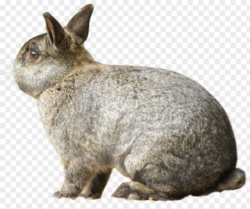 Rabbit Domestic European Hare Chase Bank DeviantArt PNG