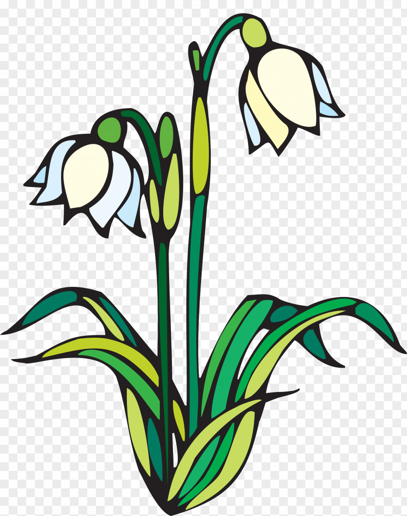 Snowdrop Coloring Book Drawing Child Spring PNG