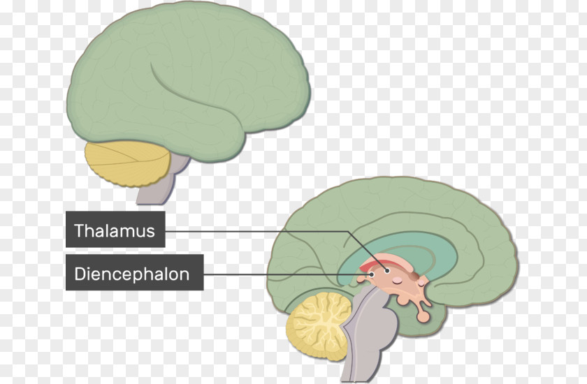 Brain Function Human Anatomy Nervous System Brainstem PNG