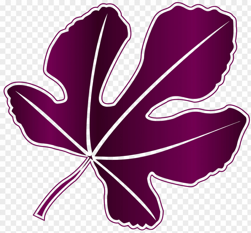 Fig Vector Leaf Purple Petal Magenta Violet PNG