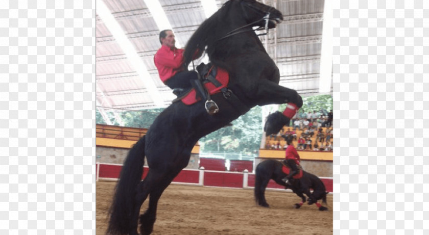 Hacienda Los Picachos Stallion Friesian Horse Equestrian Puebla Bowing PNG