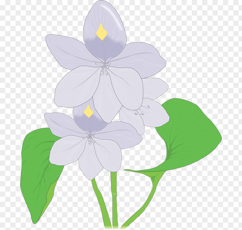 Hyacinth Clip Art PNG