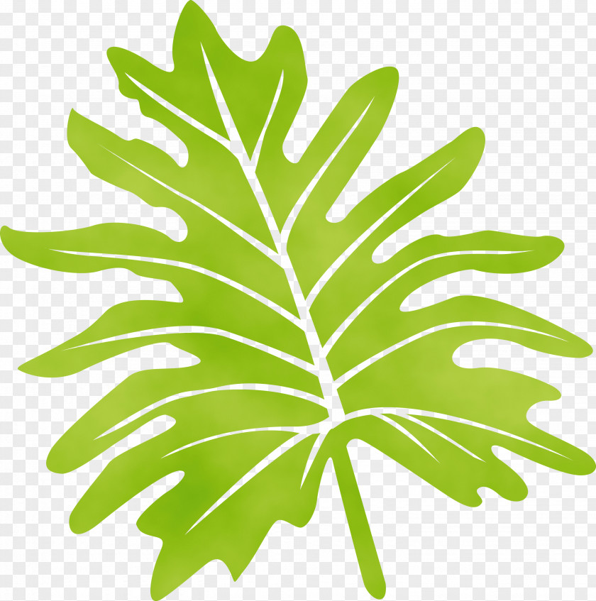 Leaf Plant Stem Vegetable Line Tree PNG