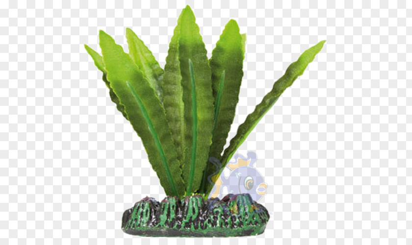 Plant Planta Para Acuario De Agua Dulce Aquarium Silk Echinodorus PNG