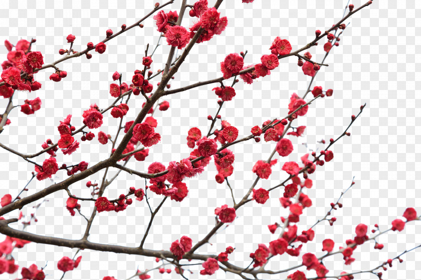 Red Plum Blossom Color PNG