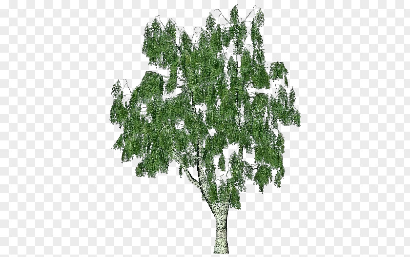 Tronco De Abedul Silver Birch Scots Pine Trunk Tree Bark PNG