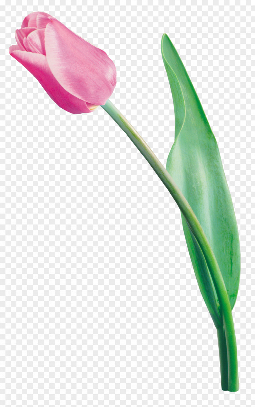 Tulip Watercolor Digital Image Clip Art PNG
