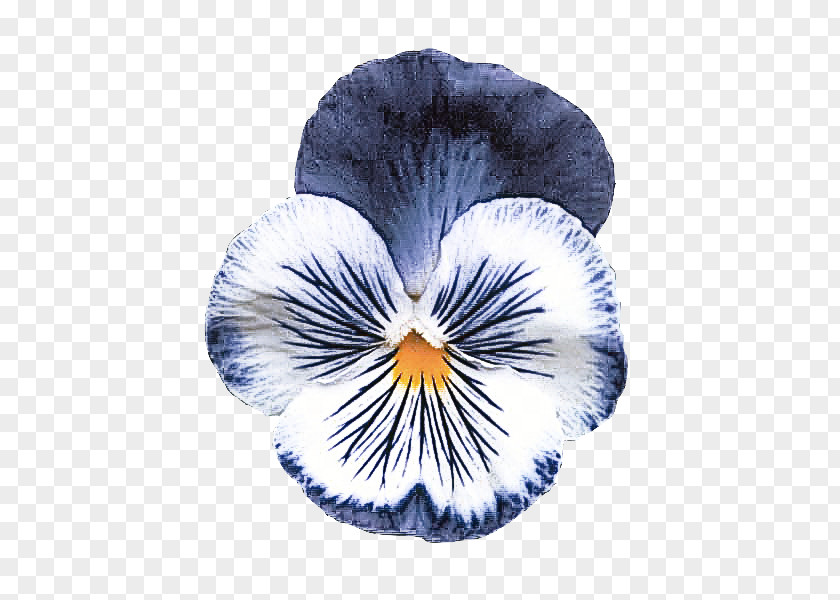 Viola Violet Family Flower Wild Pansy Petal PNG