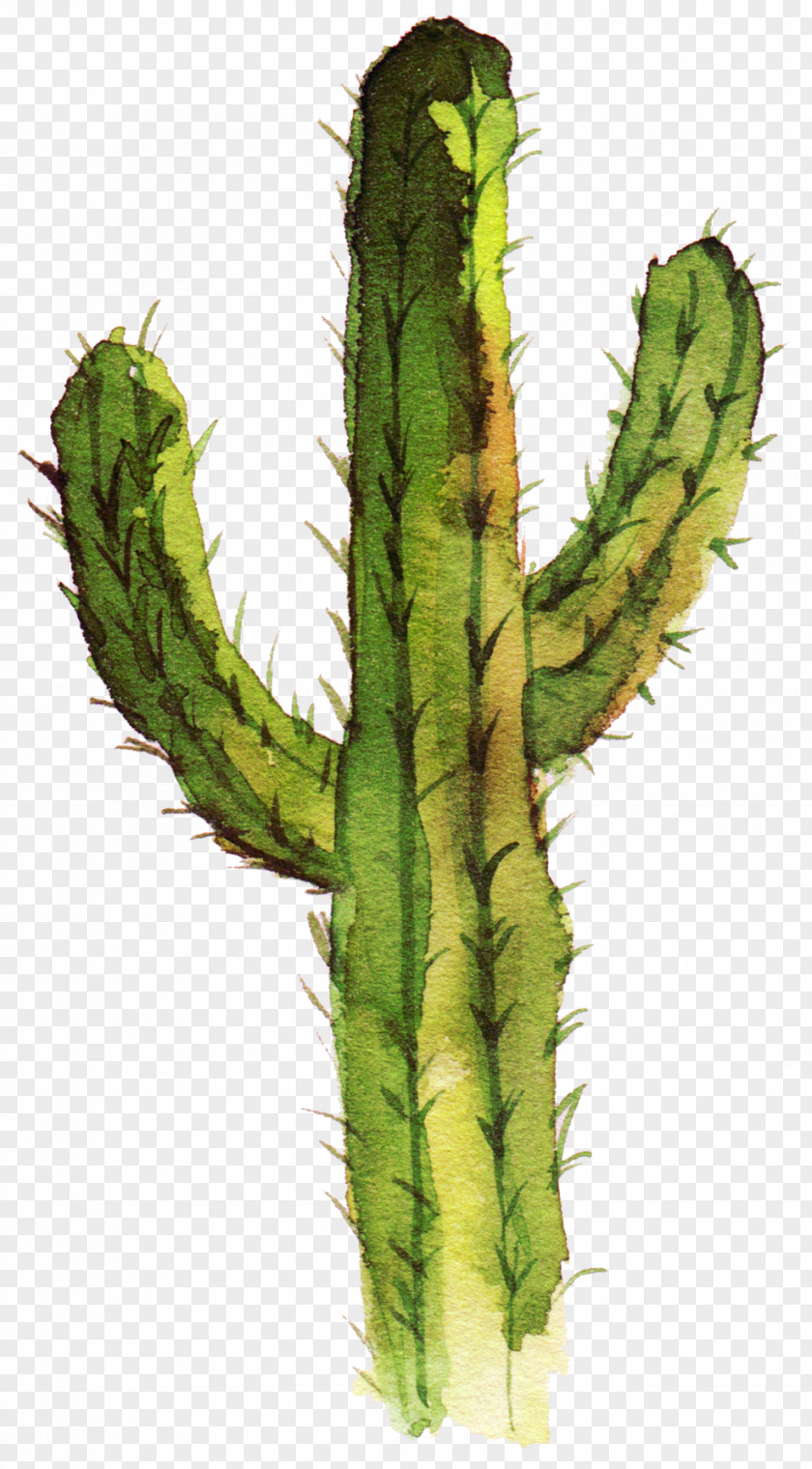 Watercolor Cactus,Cactus Tree Cactaceae Drawing Idea PNG