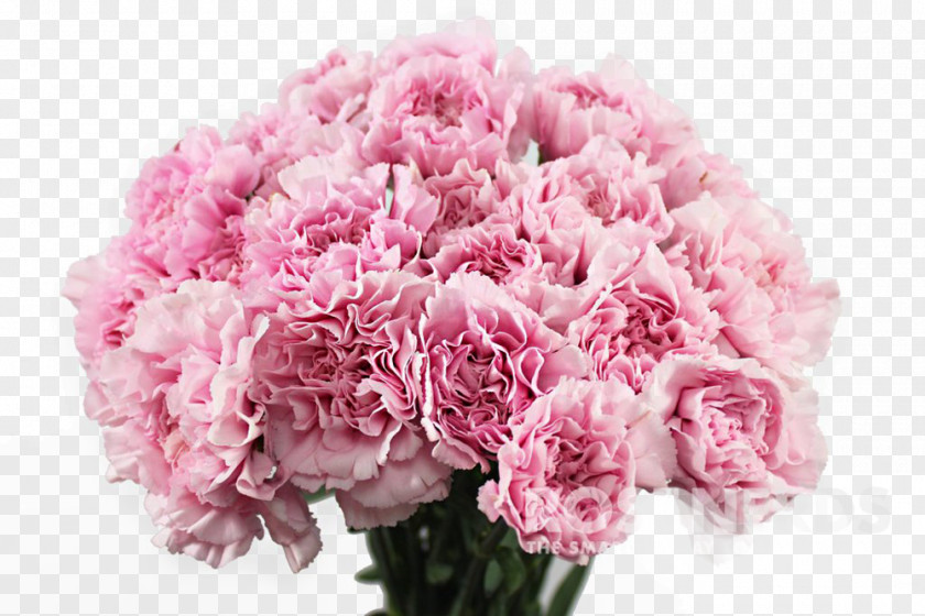 Chrysanthemums Carnation Pink Flowers Flower Bouquet PNG