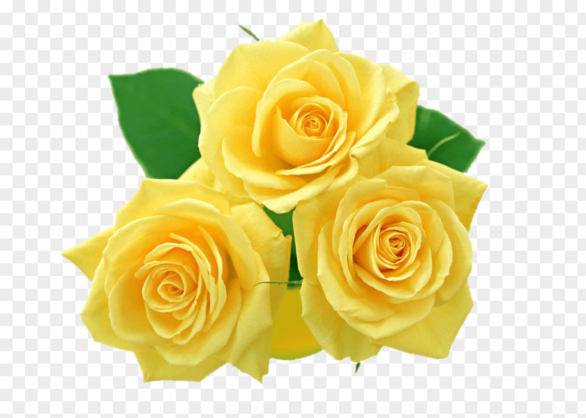 Flower Rose Yellow Clip Art PNG