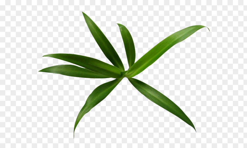 Green Leaves Of Bamboo Leaf Download Clip Art PNG