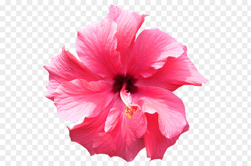 Hibiscus Flower Clip Art PNG