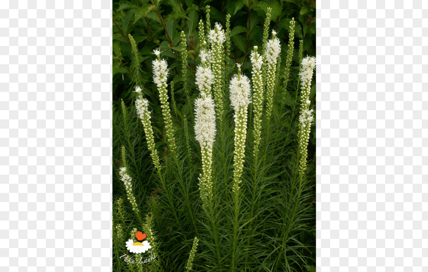 Tree Grasses Evergreen Herb Family PNG